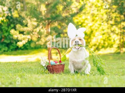Happy Easter concept with dog with bunny ears holding fresh carrot in mouth Stock Photo