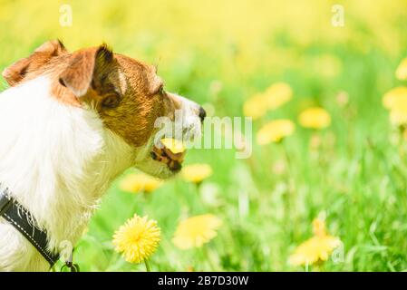 Jack Russell Terrier dog looking at yellow meadow with blossoming dandelion flowers Stock Photo