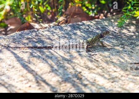 Ocellated lizard sunbathing on a rock Stock Photo