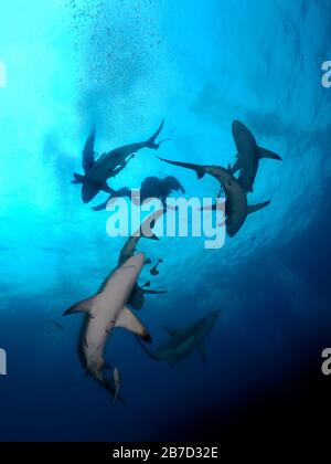 Danderous shark swim throw the crystal clear water Stock Photo