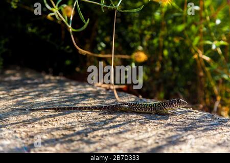Ocellated lizard sunbathing on a rock Stock Photo