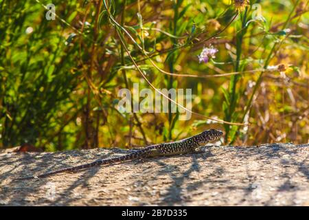 Ocellated lizard sunbathing on a rock Stock Photo