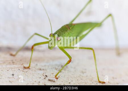 Green grasshopper with red eyes in white background Stock Photo