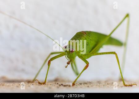 Green grasshopper with red eyes in white background Stock Photo