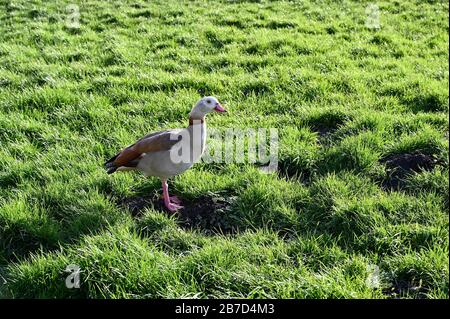 Egyptian Goose (Alopochen aegyptiaca) family Anatidae. Foots Cray Meadows, North Cray, Kent. UK Stock Photo