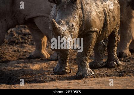 A beautiful close up portrait of a wet baby white rhino at sunset, covered in mud, taken in the Madikwe Game Reserve, South Africa. Stock Photo