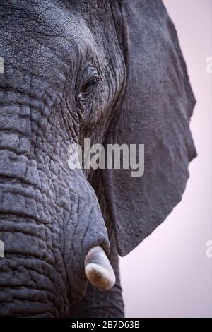 A beautiful vertical close up profile portrait of an elephant's eye, tusk and trunk taken after sunset in the Madikwe Game Reserve, South Africa. Stock Photo