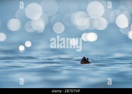 A beautiful photograph of a freshwater turtle breaching the surface of the water. The windy conditions created beautiful highlights on the water and a Stock Photo