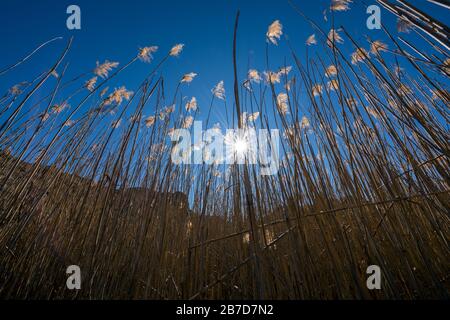 A wide angle landscape photograph of the sun setting behind reeds and grass, against a deep blue sky, taken in the Golden Gate National Park near Clar Stock Photo