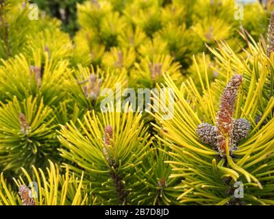 Young Pine buds in spring. Pinus mugo, dwarf mountain pine, mugo pine. Pinus mugo winter gold Stock Photo