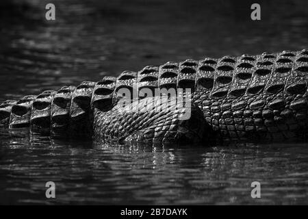 An abstract black and white close up of the rear leg of a crocodile, half submerged in the Chobe River, Botswana. Stock Photo