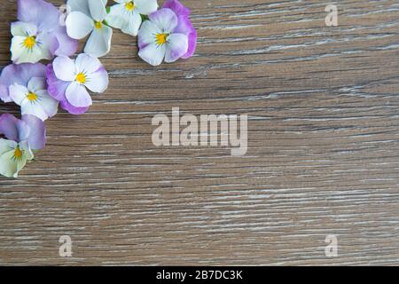 Wooden background with little white pink pansies Stock Photo