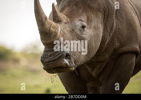 A close up portrait of a white rhino grazing and looking straight at the camera, with grass falling out of its mouth, taken in Madikwe game Reserve Stock Photo