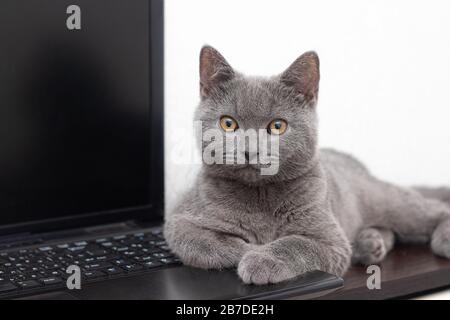 The cat is lying on the laptop . A pet. Working on a computer. Breed British. Concept of Studio shooting for articles and ads about the leisure of Pet Stock Photo
