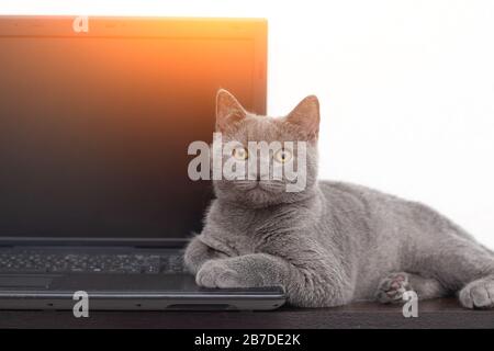 The cat is lying on the laptop . A pet. Working on a computer. Breed British. Concept of Studio shooting for articles and ads about the leisure of Pet Stock Photo
