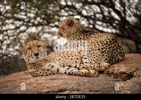 A close up photograph of two cheetahs lying and relaxing on a rock with a green tree as the background, taken in the Madikwe Game Reserve Stock Photo