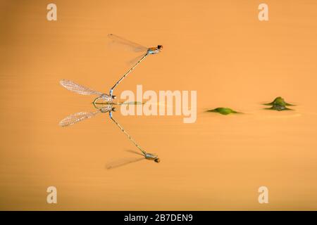 A close up macro photograph of two mating dragonflies, suspended above the golden calm water of a watering hole in the Madikwe Game Reserve Stock Photo