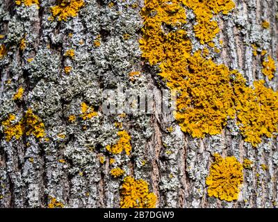 Tree lichen on a tree trunk Stock Photo