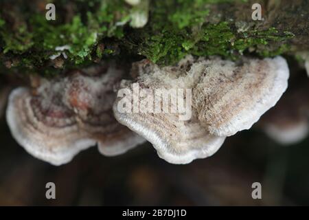 Stereum gausapatum, known as Bleeding Oak Crust, wild fungus from Finland Stock Photo