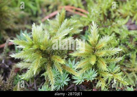 Climacium dendroides, known as the tree climacium moss, a moss species within the family Hypnaceae, in the class Bryopsida, subclass Bryidae and order Stock Photo
