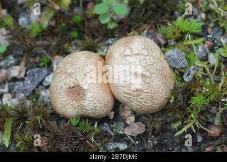 Scleroderma bovista, or Scleroderma verrucosum var. bovista, known as the Potato Earthball, wild fungus from Finland Stock Photo