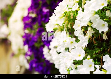 Close up natural blooming colorful background from fresh aromatic natural garden petunia flowers in blossom, selective focus. Stock Photo