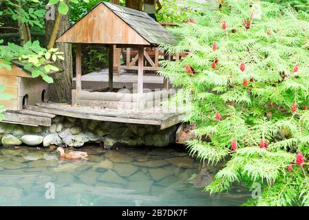 Floating brown colored duck near handmade old wooden houses on pond with light turquoise water and sumach tree on stone banks. Stock Photo