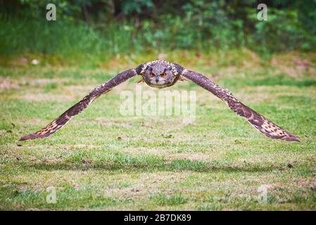 Eurasian Eagle-Owl in flight (Bubo bubo) Stock Photo