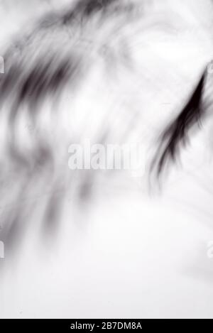 abstract background of shadows palm leaves on a white wall. White and Black Stock Photo