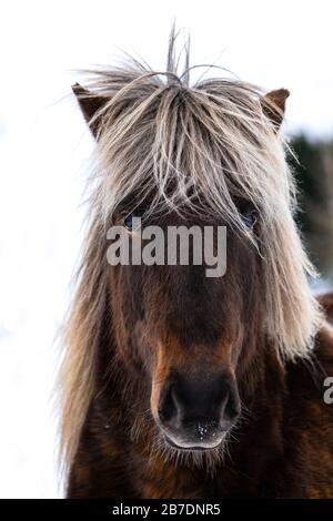 Close up portrait of the head of a beautiful  Icelandic Horse with blond mane Stock Photo