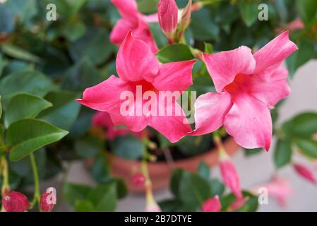 Mandevilla Stock Photo