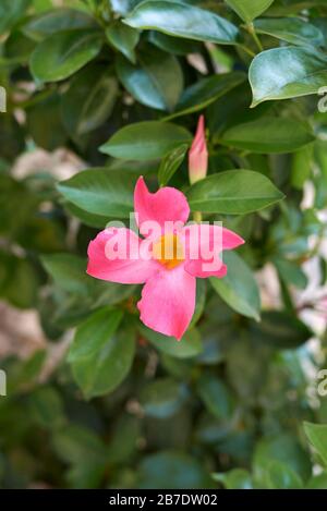 Mandevilla Stock Photo