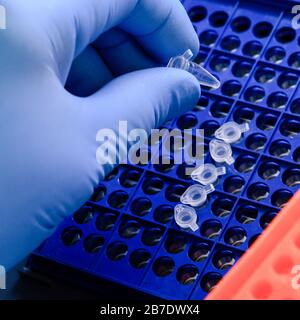 Loading a DNA tube into a PCR (polymerase chain reaction) thermocycler ...