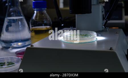 petri dish under a light microscope Stock Photo - Alamy
