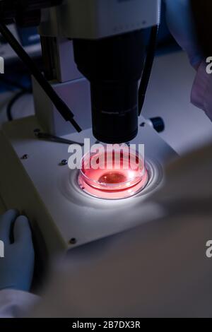 Scientific handling a light microscope examines a laboratory sample for ...