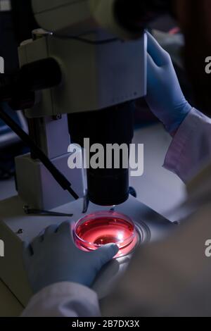 Scientific handling a light microscope examines a laboratory sample for ...