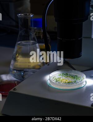 petri dish under a light microscope Stock Photo - Alamy