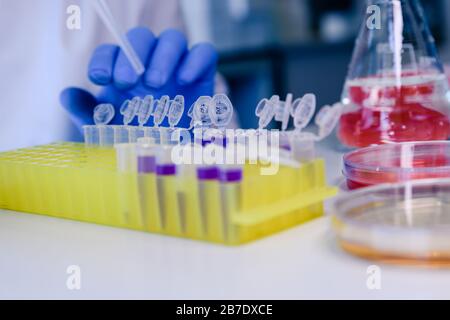 Scientist working with a pipette and a flask, in plastic tubes for DNA studies. Concept of science, laboratory and study of diseases. Stock Photo