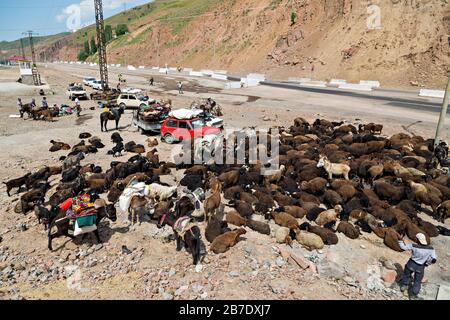 Nomadic people and shepherds getting ready to take their herd of sheep to the meadows next to the road, in Fergana, Uzbekistan. Stock Photo