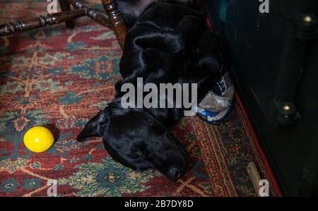 My dog getting warm by the fire after coming back from a walk Stock Photo