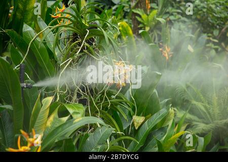 Artificial mist seen in the Singapore orchid garden. Stock Photo