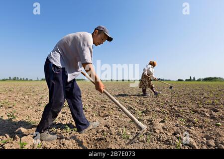 Uzbek farmers working in the field, in Fergana Valley, Uzbekistan Stock Photo