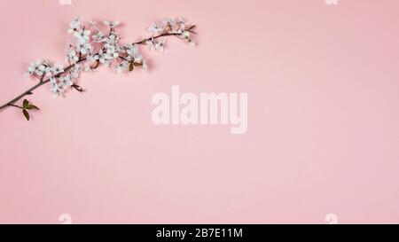 Cherry flowers on a pink background. Spring blooming branches, flat lay. Spring border background, flowering twig. Stock Photo