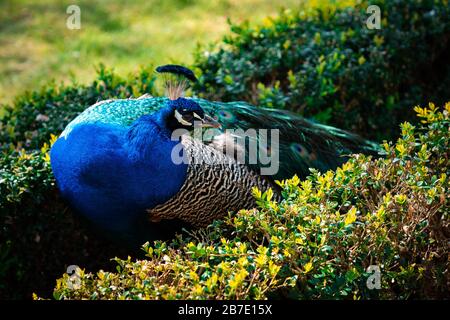Male Indian Peacock or Peafowl with his majestic feathers Stock Photo