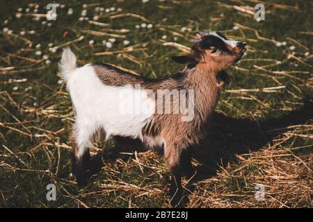 Brown and White Kid (Baby Goat) in Meise, Belgium Stock Photo