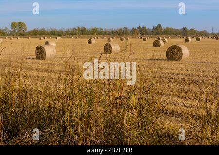 hay bales and rice eels in a field that has just been plowed Stock Photo