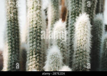 Peruvian Columnar Cactus Species: Peruvian Old Man or Cotton Ball or Snowball Cactus or Wooly Espostoa (Espostoa Lanata var. Sericata)