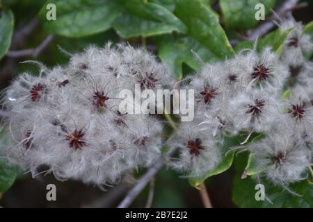 Plant with white and delicate fluffy seeds