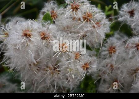 Exotic appearance of fluffy seeds after flowering plant