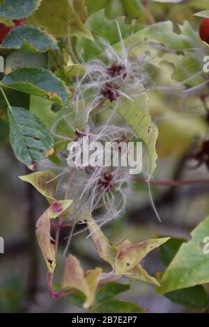 Gently fluffy and striped seed surrounded by autumn leaves